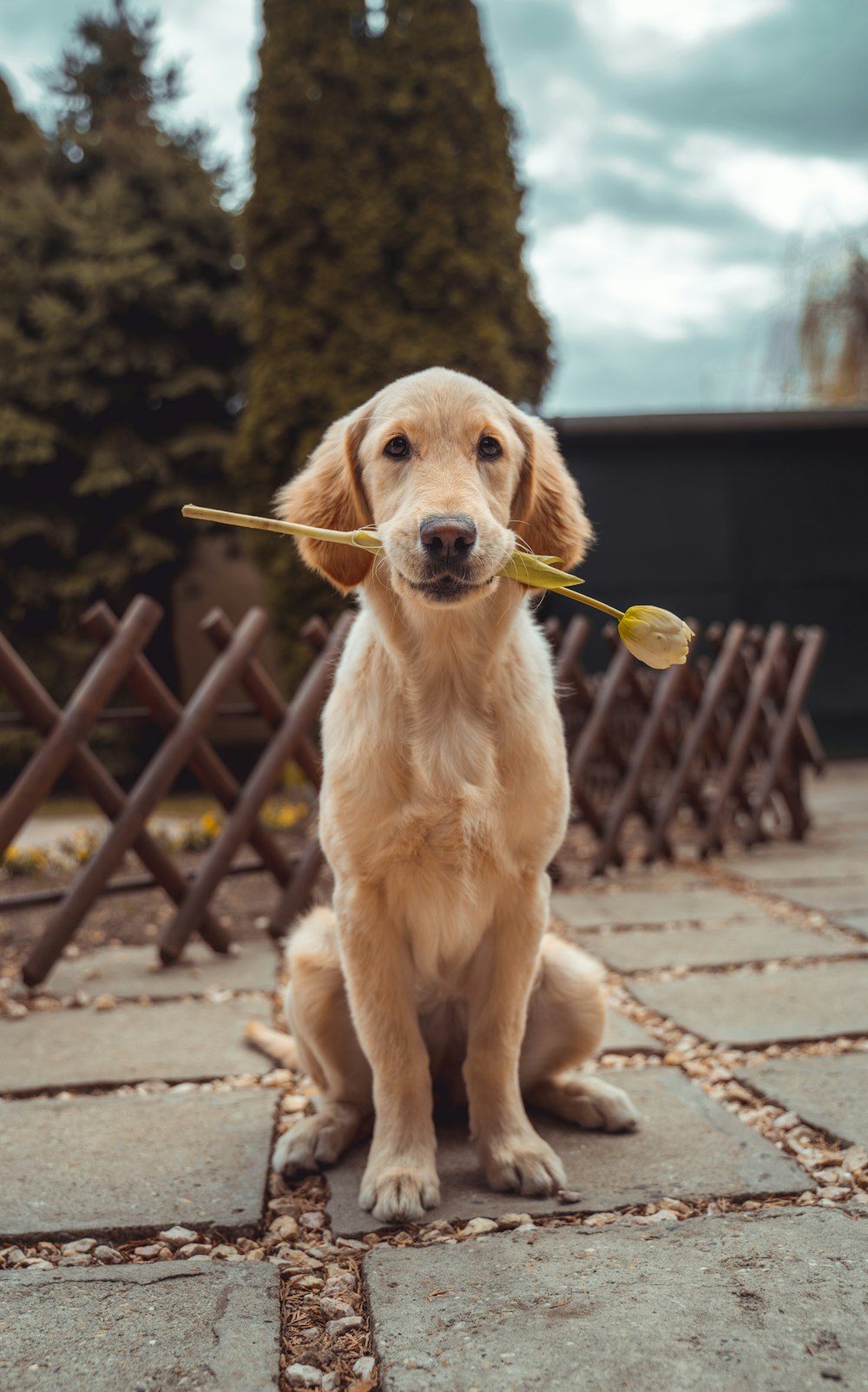 犬
