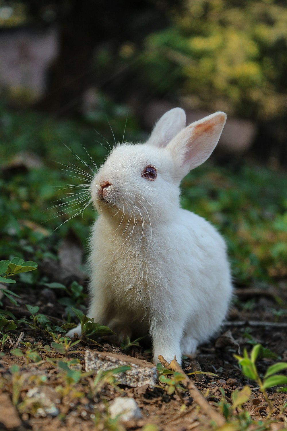 小動物