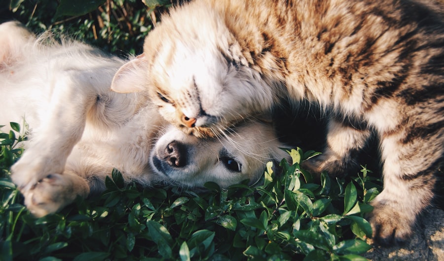 朝の光と、犬のペース